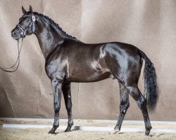 stallion Quel Plaisir (Oldenburg, 2014, from Quantensprung 3)