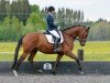 jumper Feldherr 55 (German Warmblood, 2009, from Osharin's Peron)