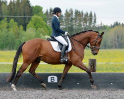 jumper Feldherr 55 (German Warmblood, 2009, from Osharin's Peron)