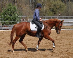 Pferd Donaupracht (Trakehner, 2007, von In Flagranti)