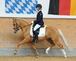 dressage horse Derano Kiss (German Riding Pony, 2006, from Derano Gold)