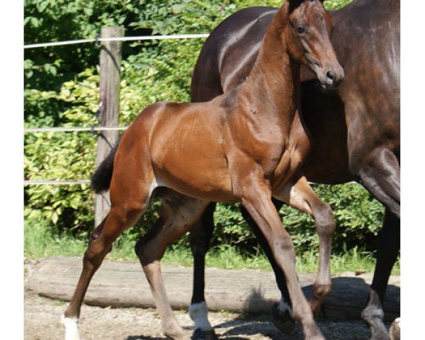 Pferd Kornblume (Trakehner, 2010, von Impetus)