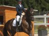 dressage horse Ticino 64 (Trakehner, 2010, from Hibiskus)