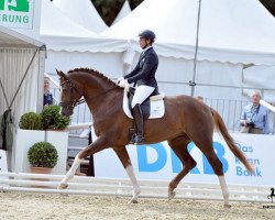 stallion Best For Me (Oldenburg, 2012, from Bretton Woods)