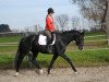 broodmare Salome (Trakehner, 2011, from All Inclusive)