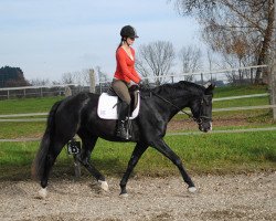 broodmare Salome (Trakehner, 2011, from All Inclusive)