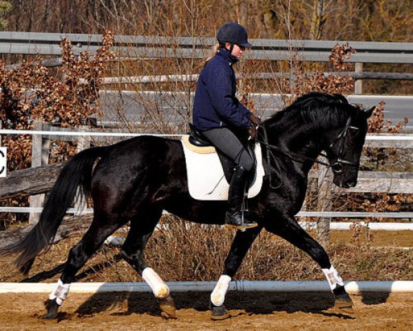 dressage horse Adlon (Trakehner, 2007, from Hibiskus)