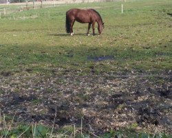 Pferd Riley (Welsh-Cob (Sek. D), 2009)