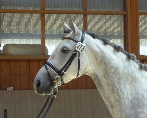 broodmare Schneewittchen (Trakehner, 2008, from Herzruf)