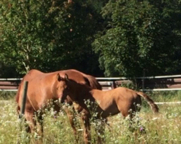 dressage horse Bum chicolino (Württemberger, 2016, from Bernay)