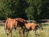 dressage horse Bum chicolino (Württemberger, 2016, from Bernay)