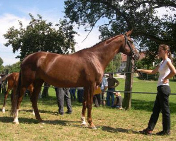 Zuchtstute Rahel (Trakehner, 2001, von Le Duc)