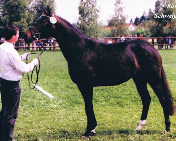 broodmare Kornernte II (Trakehner, 1995, from Inster Graditz)