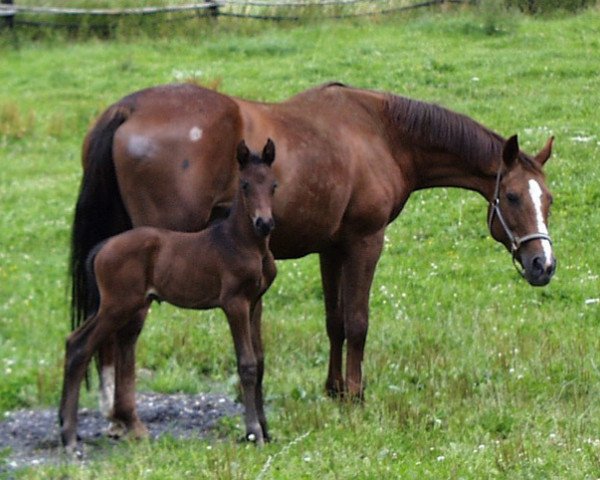 broodmare Akelei XIV (Trakehner, 1986, from Katapult)