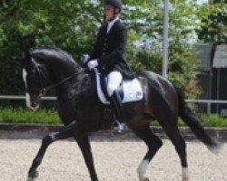 stallion Moneymaker 14 (Oldenburg, 2005, from Münchhausen)