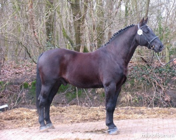 stallion Onno (Groningen, 1994, from Otto)