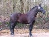 stallion Onno (Groningen, 1994, from Otto)