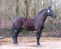 stallion Onno (Groningen, 1994, from Otto)