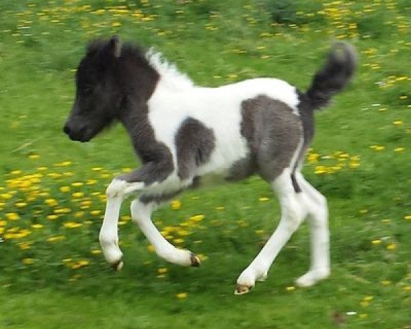 Zuchtstute Shakira (Dt.Part-bred Shetland Pony, 2015, von Rimini)