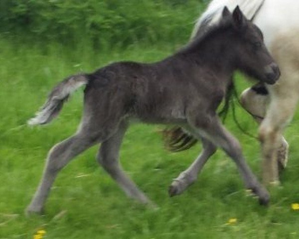 horse Amadeus (Shetland Pony, 2015, from Aron van de Bekkenkamp)