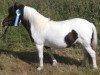 Zuchtstute Schneeflocke (Shetland Pony, 2009, von Holsteins Bonavista)