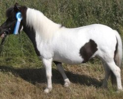 Zuchtstute Schneeflocke (Shetland Pony, 2009, von Holsteins Bonavista)