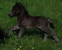 Pferd Sunny (Shetland Pony, 2015, von Aron van de Bekkenkamp)