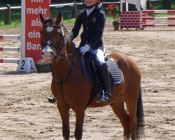 Springpferd Rithcie (Welsh Mountain Pony (Sek.A), 2001, von Glynceirch Rhys)