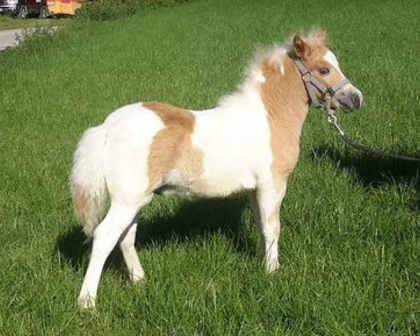 horse GRW Rolfi (Dt.Part-bred Shetland pony, 2016, from Rimini)