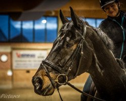 dressage horse Real Magic 7 (Westphalian, 2008, from Riccio)