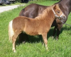 Zuchtstute GRW Golden Girl (Dt.Part-bred Shetland Pony, 2016, von Aron van de Bekkenkamp)