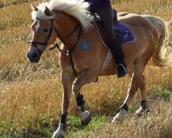 broodmare Nerle (Haflinger, 1997, from Bernstein)