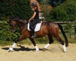 dressage horse Satisfaction 23 (Hannoveraner, 2012, from Surprice)