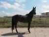 broodmare Cordi R (Oldenburg show jumper, 2008, from Champion For Pleasure)