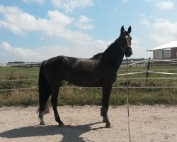 broodmare Cordi R (Oldenburg show jumper, 2008, from Champion For Pleasure)