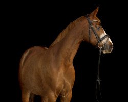 jumper Querido da Silver (Oldenburg show jumper, 2007, from Quicksilber)