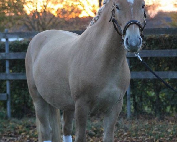 dressage horse Nero (Edelbluthaflinger, 2014, from Nastor (6,25% ox))