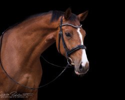 broodmare Amicelli (Bavarian, 2003, from Royal Ascot)