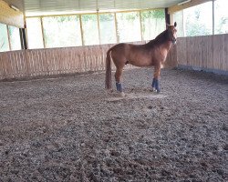 Pferd Kantaro (Deutsches Reitpony, 2003, von Kentucky)