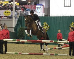 stallion Donauzar (Trakehner, 2002, from Distelzar)