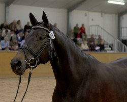 Zuchtstute Katharina (Trakehner, 2005, von Insterburg TSF)