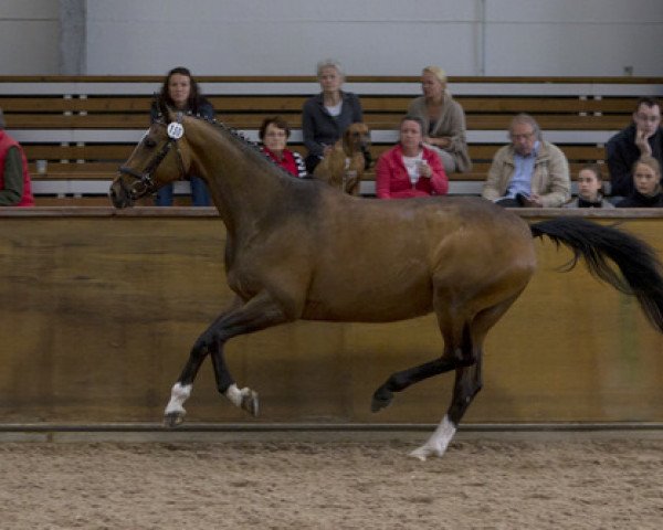 dressage horse Schwalbenfeder (Trakehner, 1998, from Manrico)