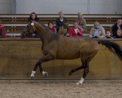 Dressurpferd Schwalbenfeder (Trakehner, 1998, von Manrico)