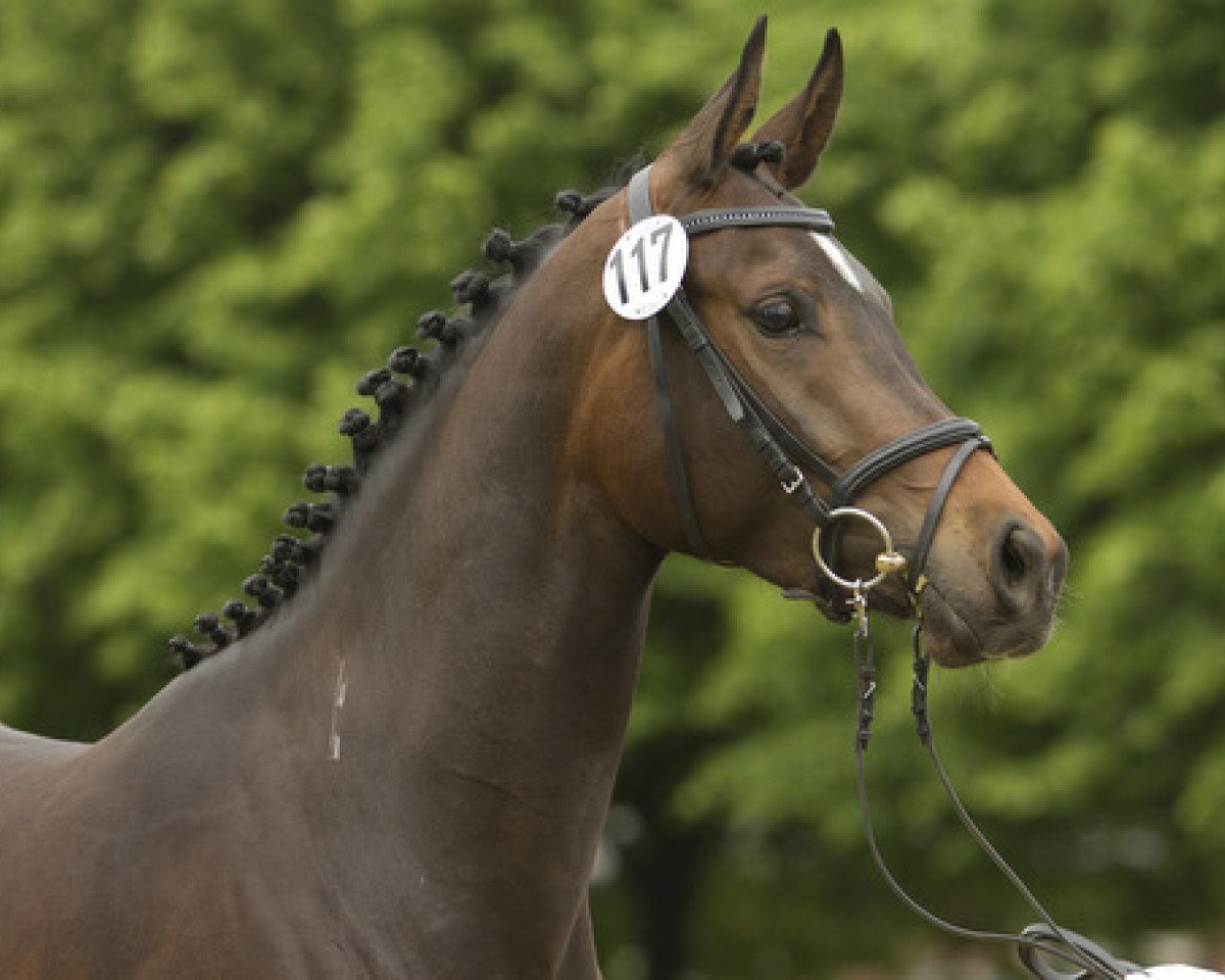 jumper Rosslyn VM (Trakehner, 2008, from Cadeau)