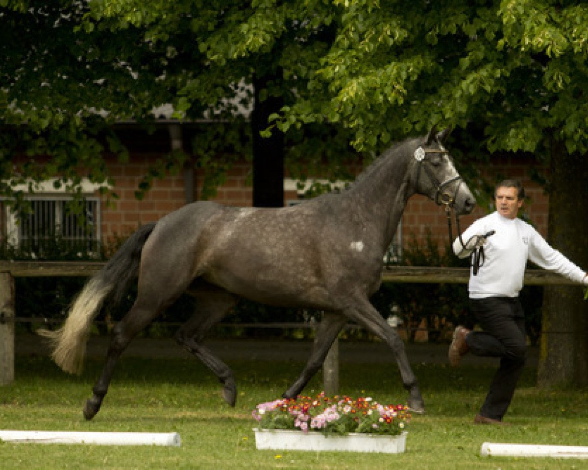 Zuchtstute For Ever (Trakehner, 2008, von Impetus)