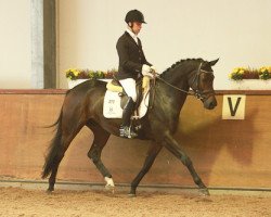 Zuchtstute Dolce Luciana (ex Dolce Lucia) (Trakehner, 2007, von Lord Luciano 2)