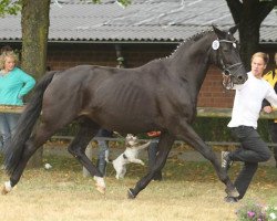 Zuchtstute Ariane XIV (Trakehner, 1999, von Gribaldi)