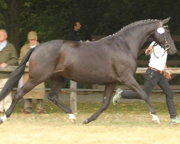 Zuchtstute Aguilera (Trakehner, 2004, von Hofrat)