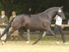 broodmare Aguilera (Trakehner, 2004, from Hofrat)