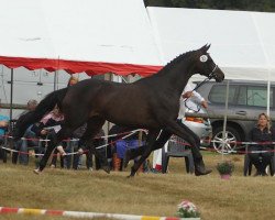 broodmare Elvira IV (Trakehner, 2005, from Partout)